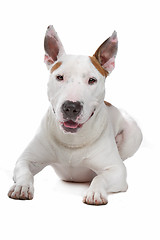Image showing bull terrier