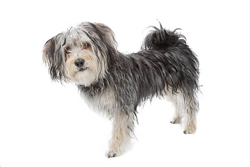 Image showing mixed breed maltese dog/yorkshire terrier