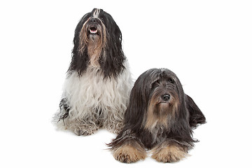 Image showing two Tibetan Terrier dogs