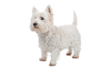 Image showing West Highland White Terrier