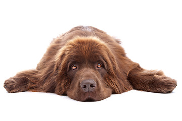 Image showing Brown Newfoundland dog