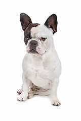 Image showing French Bulldog isolated on white