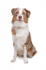 Image showing Australian Shepherd isolated on white