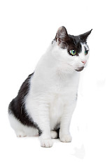 Image showing european short haired cat