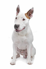 Image showing bull terrier