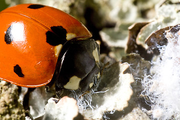 Image showing lady bug