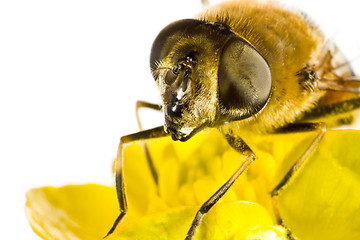 Image showing bee on yellow flower in extreme close up