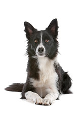 Image showing border collie sheepdog