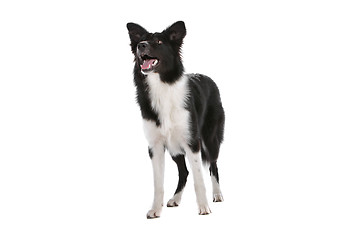 Image showing border collie sheepdog