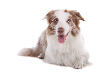 Image showing border collie sheepdog