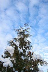 Image showing Wintertime