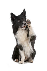 Image showing border collie sheepdog