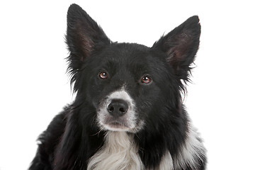 Image showing border collie sheepdog