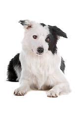 Image showing border collie sheepdog