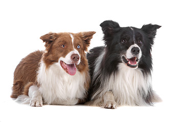 Image showing two border collie sheepdogs