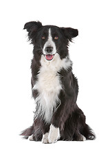 Image showing border collie sheepdog