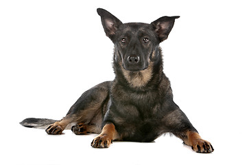 Image showing Dutch shepherd dog