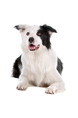 Image showing border collie sheepdog