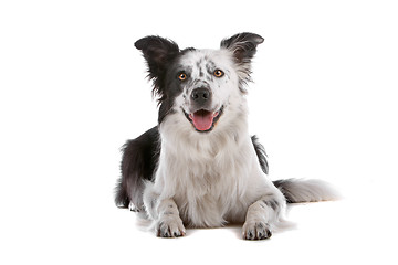 Image showing border collie sheepdog