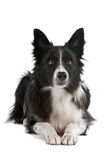 Image showing border collie sheepdog