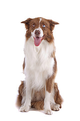 Image showing border collie sheepdog