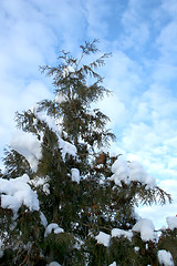 Image showing Wintertime