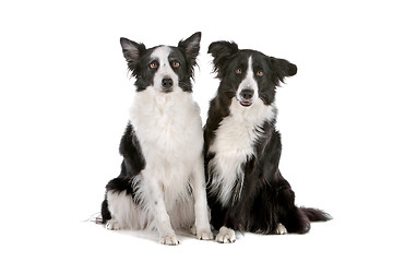 Image showing two border collie sheepdogs