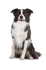 Image showing border collie sheepdog