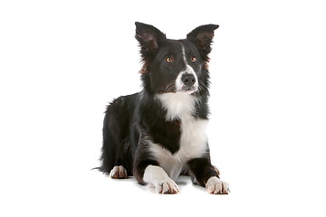 Image showing border collie sheepdog