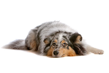 Image showing Shetland Sheepdog, Sheltie