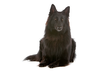 Image showing Groenendaeler or black long haired Belgium shepherd