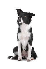 Image showing border collie sheepdog