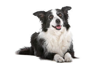 Image showing border collie sheepdog