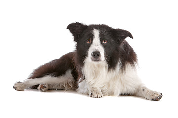 Image showing border collie sheepdog