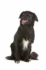 Image showing border collie sheepdog