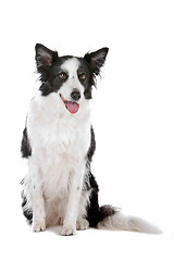 Image showing border collie sheepdog