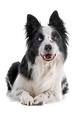 Image showing border collie sheepdog