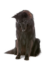 Image showing Groenendaeler or black long haired Belgium shepherd