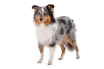 Image showing Shetland Sheepdog, Sheltie