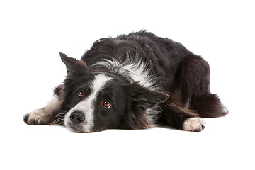 Image showing border collie sheepdog