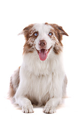 Image showing border collie sheepdog