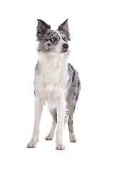 Image showing border collie sheepdog