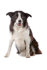 Image showing border collie sheepdog