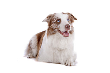 Image showing border collie sheepdog