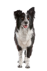 Image showing border collie sheepdog