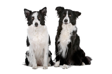 Image showing two border collie sheepdogs