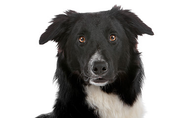 Image showing border collie sheepdog