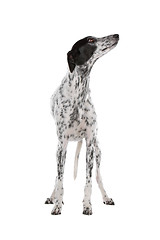 Image showing white Greyhound dog with black spots