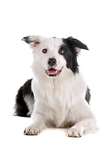 Image showing border collie sheepdog