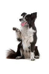 Image showing border collie sheepdog